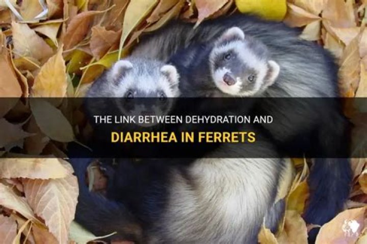 Can ferrets get diarrhea