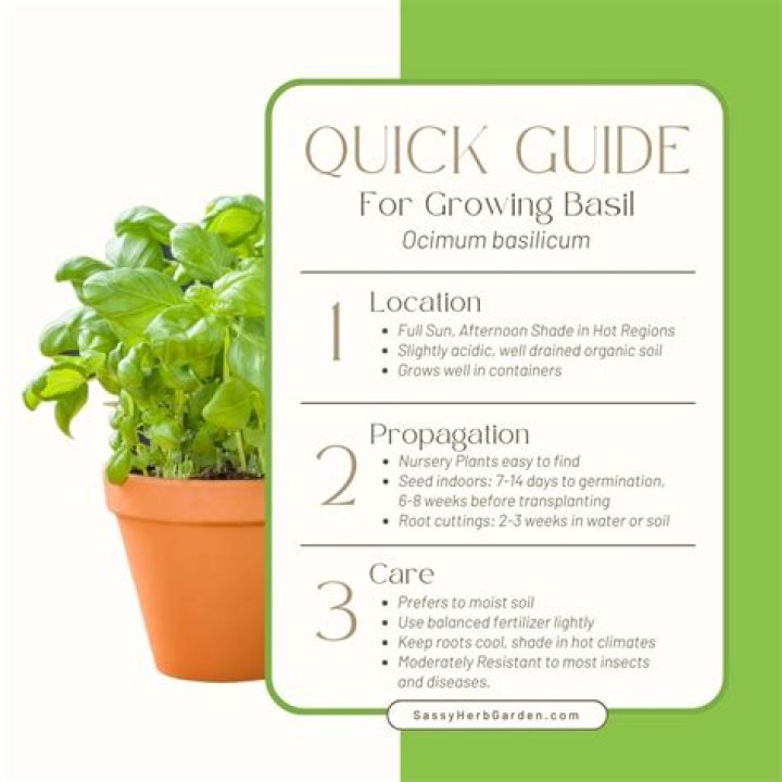 Does basil grow year round in California