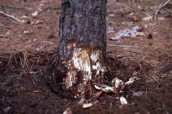 Is my Kousa dogwood dying