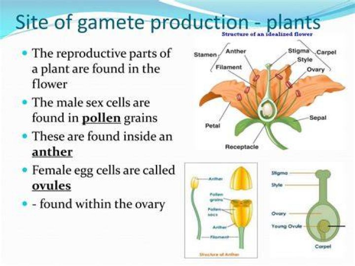 What are gametes in plants