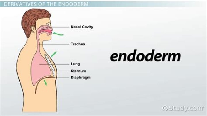 What are the derivatives of endoderm