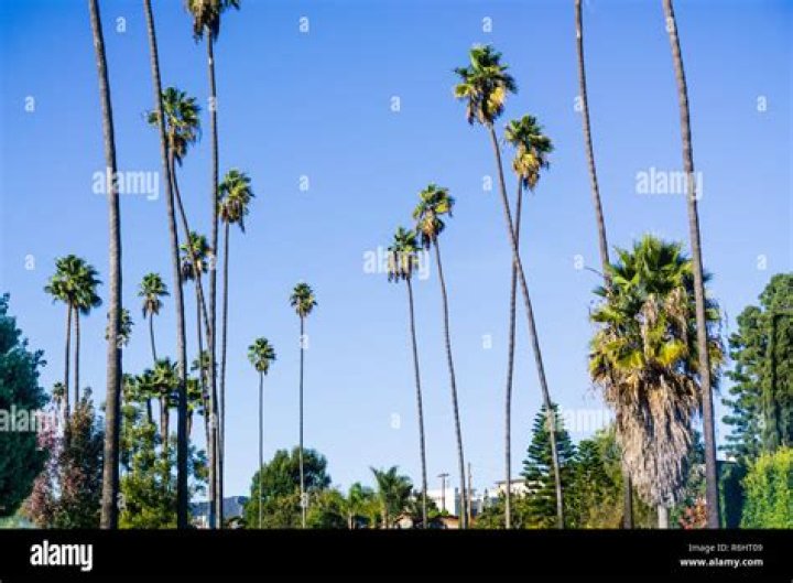 What are the tall palm trees in California