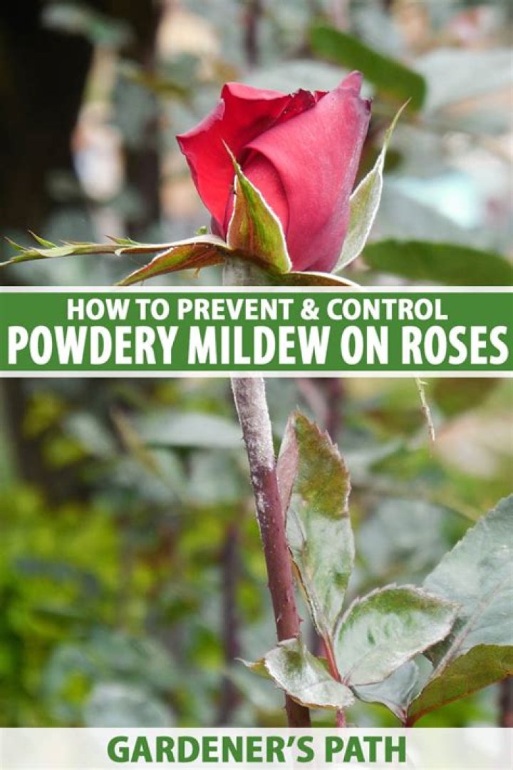 What causes mildew on roses